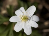 anemone-1-jpg