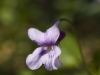 violetta-viola-jpg