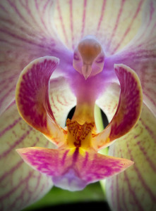 orchidea aquila
